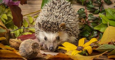 Prickles Hedgehog