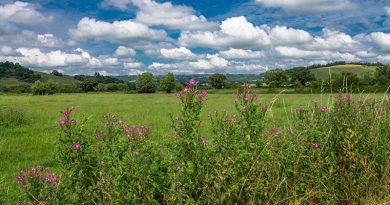 Sedgemoor Gardens Club