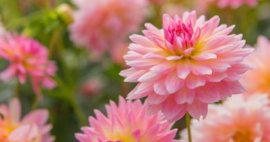 Dahlias